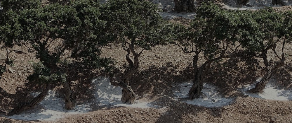 Stromy, z jejichž kůry se získává chioská masticha - pryskyřice zlepšující zdraví zvířat