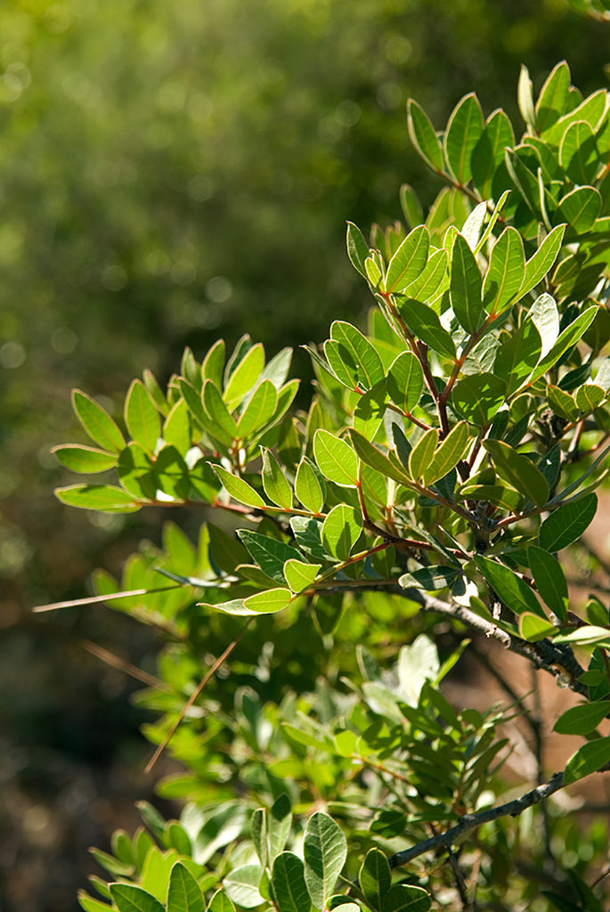 Větve a listy chioské mastichy