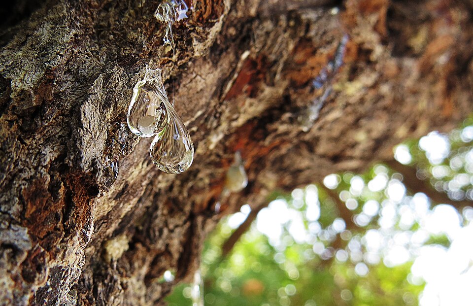 Kapka chioské mastichy na kůře stromu – přírodní pryskyřice pro zdraví koní, psů, koček, hospodářských i exotických zvířat