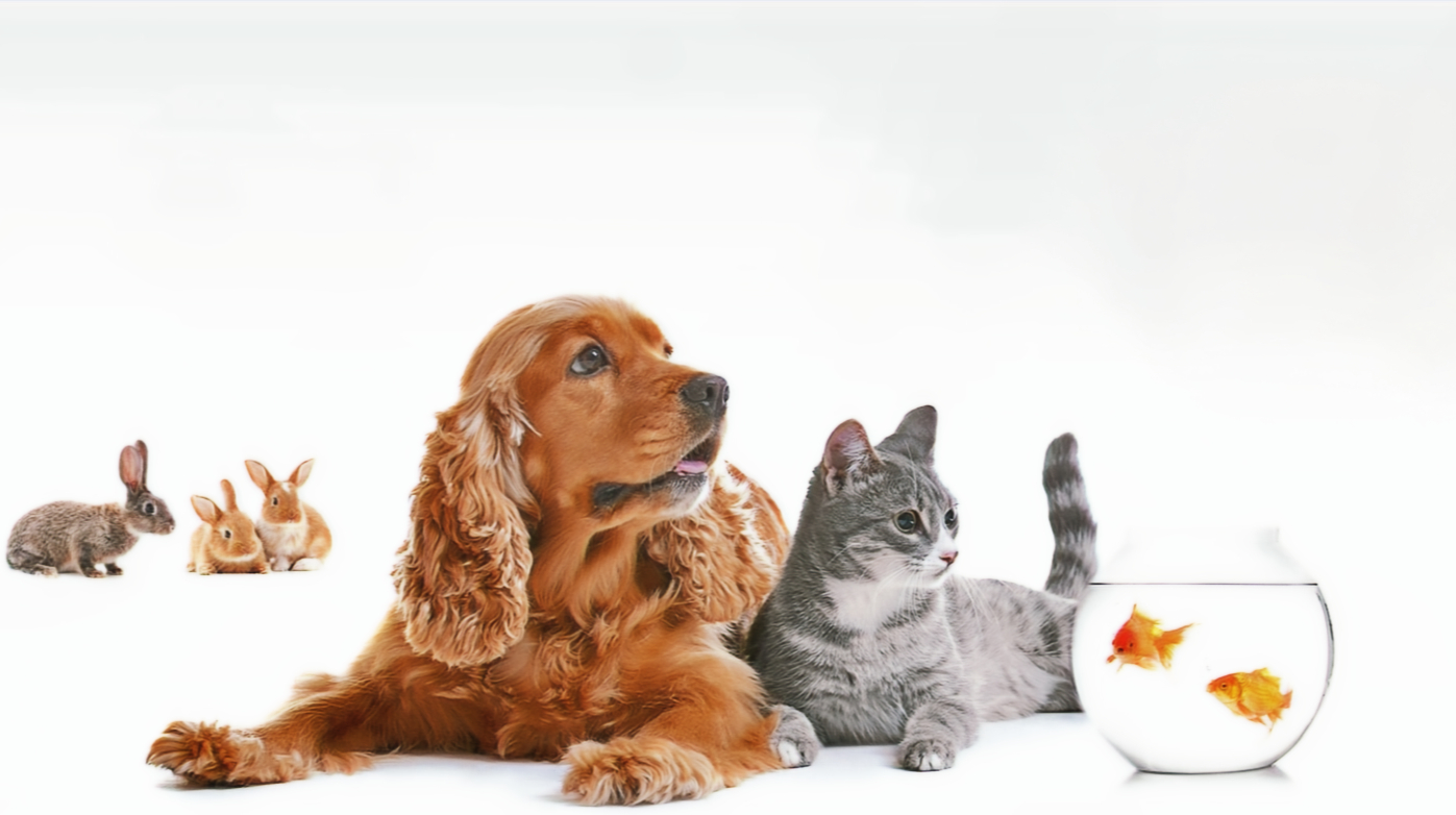 Pes, kočka a exotická zvířata, kterým prospívá užívání doplňku výživy MasticVital ANIMAL s chioskou mastichou