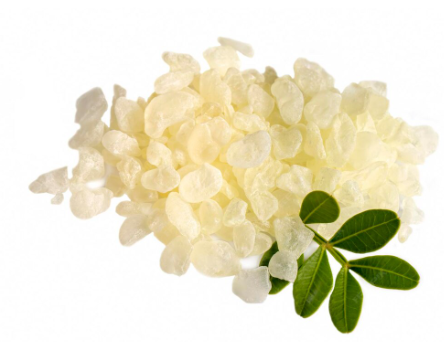 Přírodní pryskyřice-slzy chioské mastichy, hlavní složkou doplňku stravy MasticVital pro zvířata, které pečují a zlepšují zdraví všech zvířat