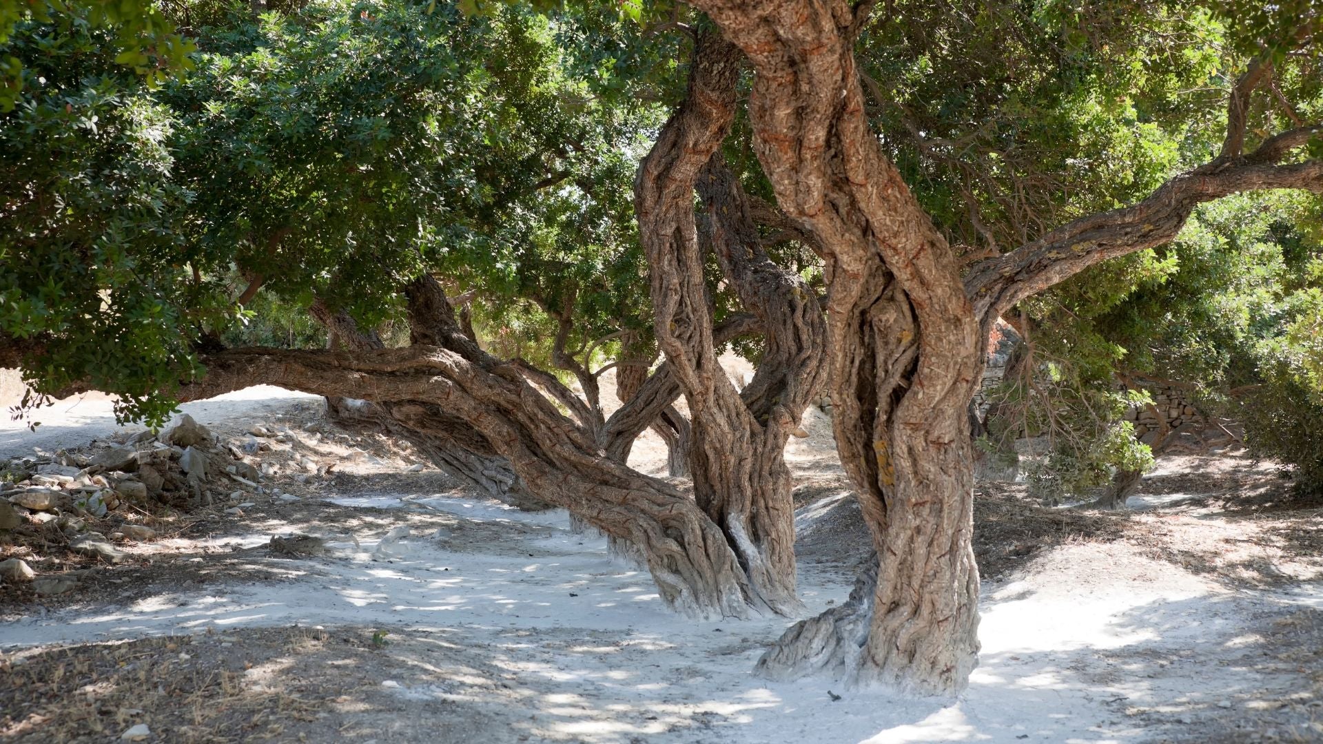 Stromy, z jejichž kůry se získává chioská masticha - pryskyřice zlepšující zdraví zvířat