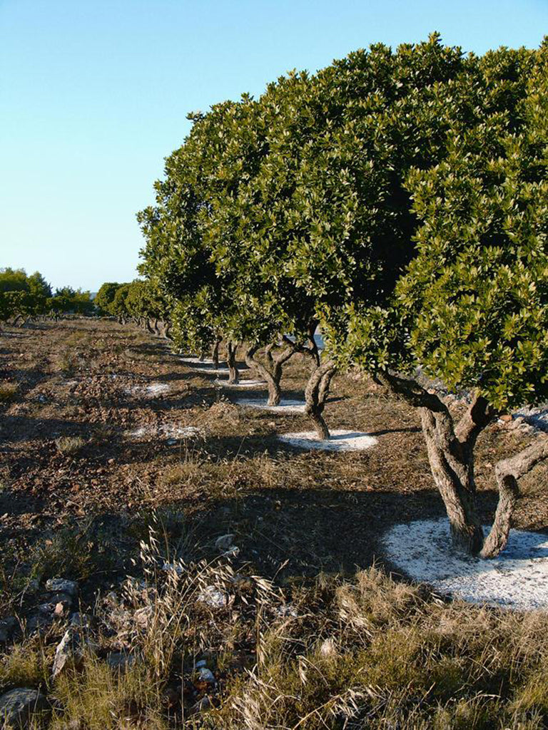 Stromy na ostrově Chios, ze kterých se získává pryskyřice chioská masticha, hlavní složka doplňku stravy pro zvířata MasticVital